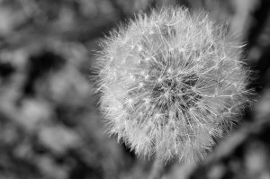 Scattered dandelion