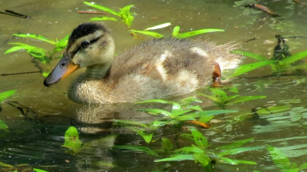 9010873930_0049a342ab_b