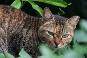 cat