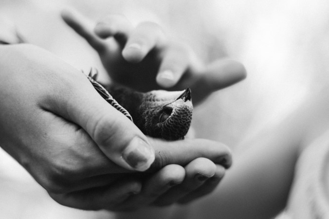 nine-kopfer-313606_crop