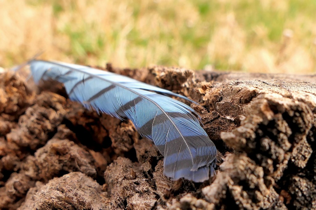 A close-up of a blue feather resting on a textured piece of wood, with a blurred green background.
